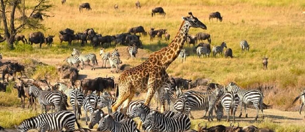 Cost of a safari to Maasai Mara national Reserve