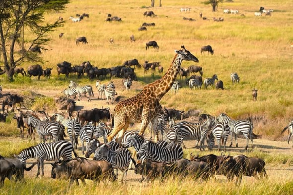 Cost of a safari to Maasai Mara national Reserve