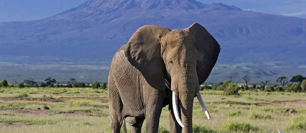 What to expect on a safari to Amboseli National Park