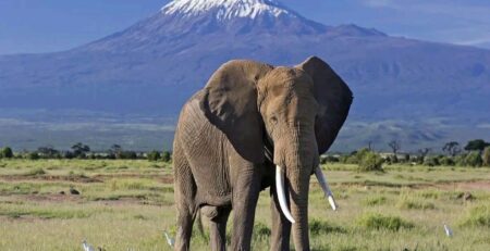 What to expect on a safari to Amboseli National Park