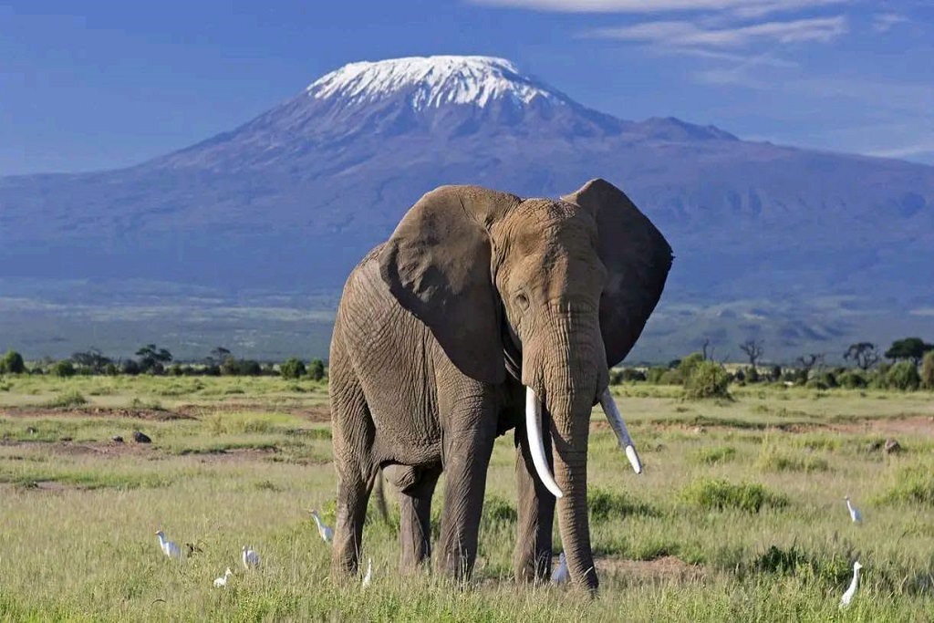 What to expect on a safari to Amboseli National Park