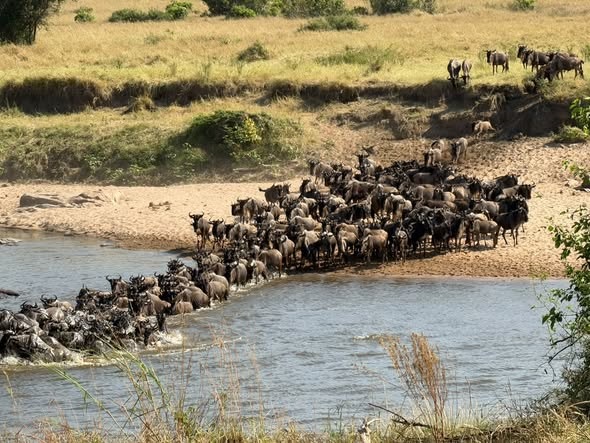 A complete guide to a safari to Serengeti national park