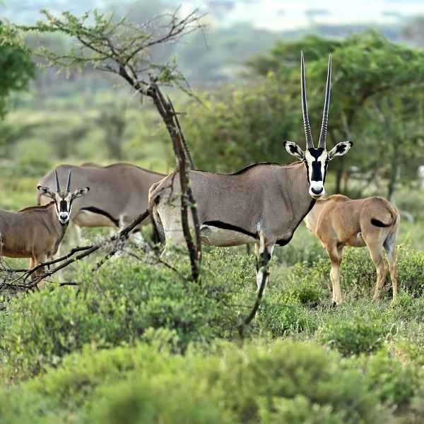 Tanzania Safari Vs Kenya Safari for a Self-Drive Tour