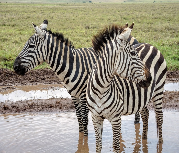 What to expect on a safari to Amboseli national park: Nestled in southern Kenya beneath the towering shadow of Mount Kilimanjaro, Amboseli National Park offers one of Africa’s most iconic safari experiences. Famous for its massive, relaxed elephant herds and permanent marshlands that draw diverse wildlife, the park combines dusty open savannahs with lush underground-fed springs. Whether you are planning a luxury safari or a budget-friendly adventure, Amboseli promises beautiful landscapes, remarkable wildlife sightings and memorable moments in one of Kenya’s best parks.